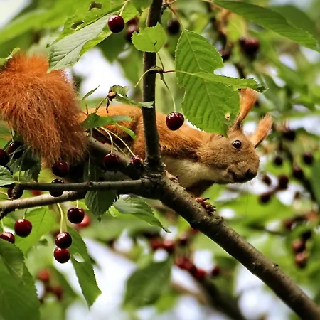 別荘 Gemuetliches, Heimeliges ガルス・アム・カンプ