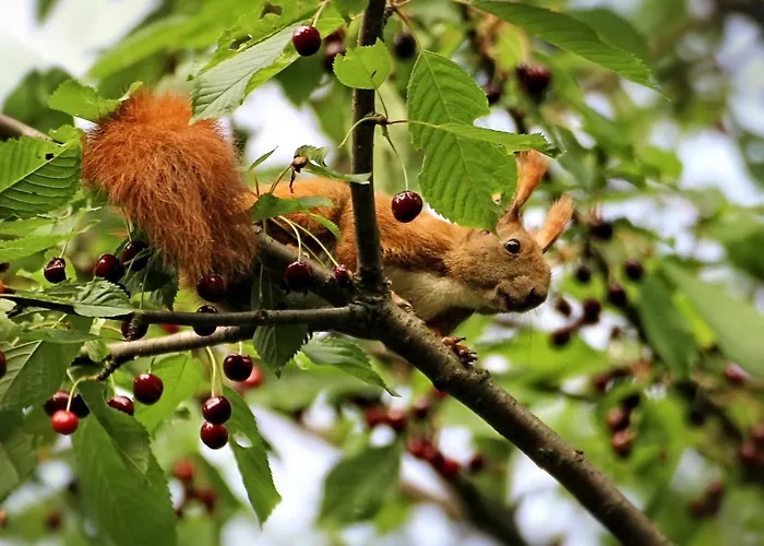 Ferienhaus Gemütliches, Heimeliges Gars am Kamp